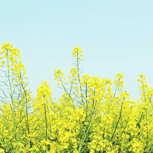 yellow, clear sky, growth, flower, beauty in nature, copy space, nature, field, freshness, oilseed rape, tree, agriculture, tranquility, low angle view, tranquil scene, rural scene, plant, day, fragility, scenics