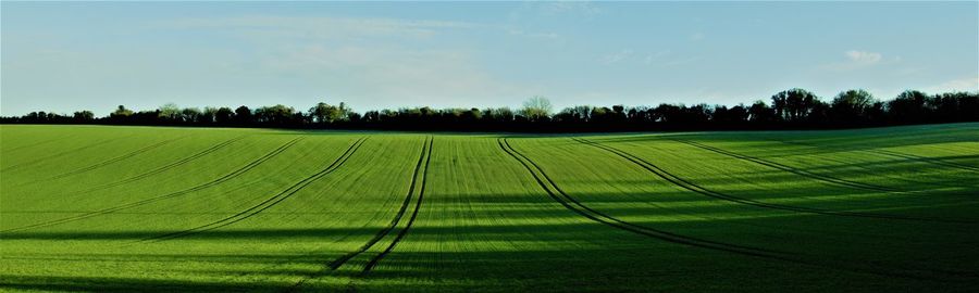 Scenic view of agricultural field against sky