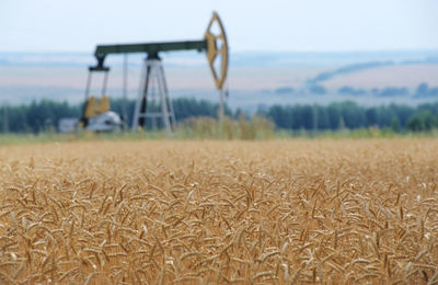 Close-up of field against sky