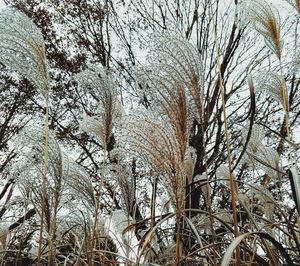 Low angle view of bare trees in winter