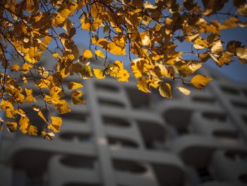 Close-up of yellow leaves against blurred background