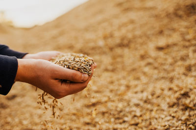 The hands of a farmer close-up holding a handful of wheat grains. rural meadow. rich harvest concept