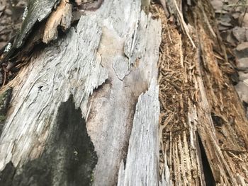 Close-up of tree trunk