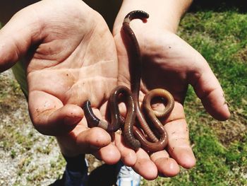 Low section of person holding earthworms in back yard