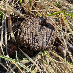 Close-up of butterfly on dry leaves on field