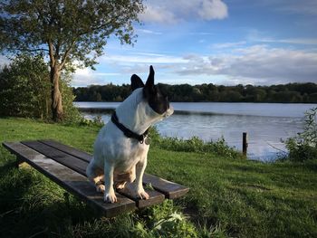 Dog sitting on beach by lake against sky