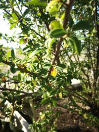 Close-up of fruits growing on tree