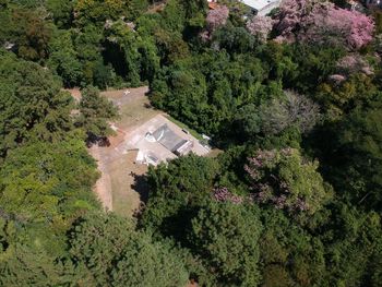 High angle view of trees and plants growing outside house