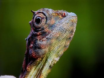 Close-up of lizard