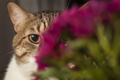 Close-up portrait of cat standing behind pink flowers