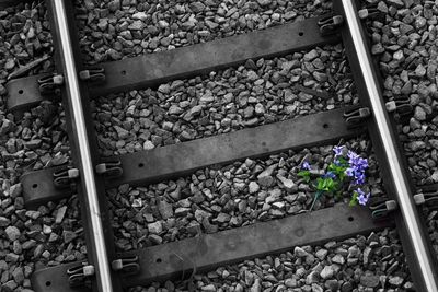 High angle view of flowers on railroad tracks