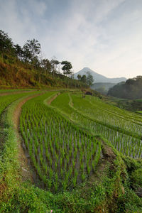 Scenic view of agricultural field against sky