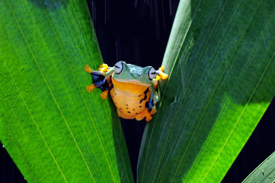 Close-up of butterfly on leaf