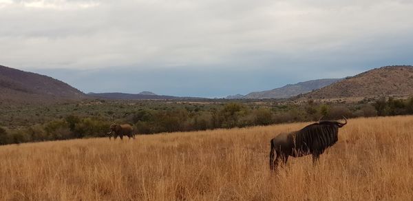 Buffalo and elephant in a field 