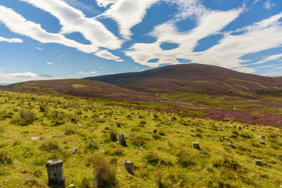 Scenic view of field against sky