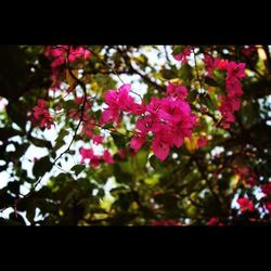 Close-up of pink flowers