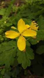 Close-up of yellow flowers blooming outdoors