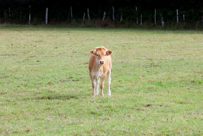 Portrait of a horse on field