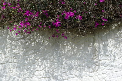 Close-up of pink flowers blooming outdoors