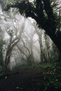 Trees in forest