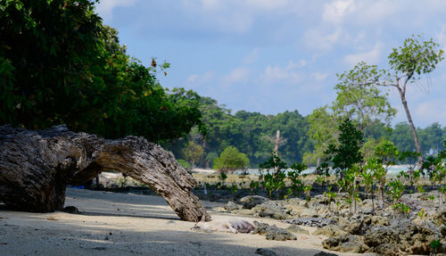 Scenic view of landscape against sky