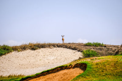 Deer standing on land against clear sky