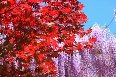 Low angle view of red leaves on tree