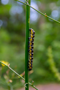 Close-up of insect on plant