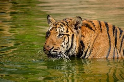 Tiger bathing in lake