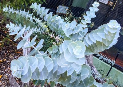 Close-up of plants