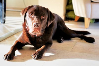 Portrait of black dog sitting on floor