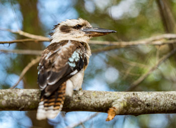 Close-up of bird perching on branch