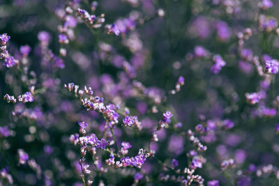 Violet flower of the sea lavender in the meadow. soft blurry background. 