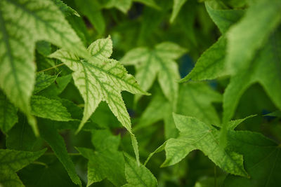 Close-up of fresh green leaves