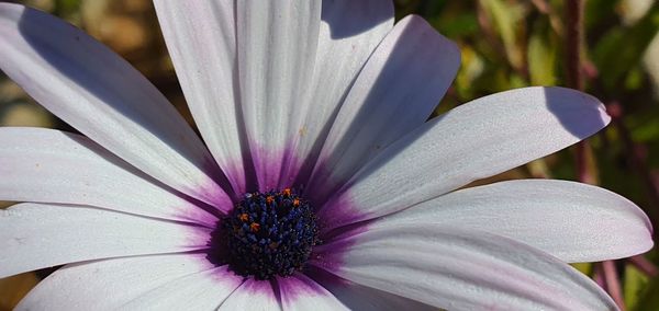 Close-up of purple flower