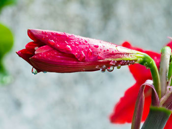Close-up of wet red flower