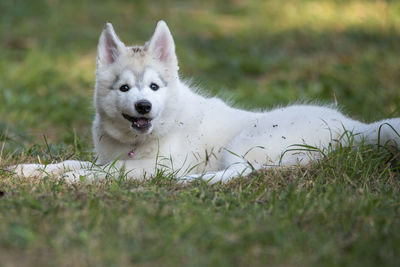 Close-up of dog on grassy field