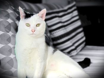 Portrait of cat resting on bed