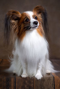 Portrait of a papillon dog in close-up on a dark background