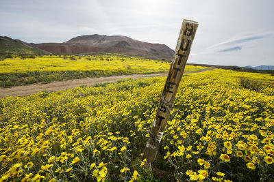 A desert in full wildflower bloom after recent rains in the cali