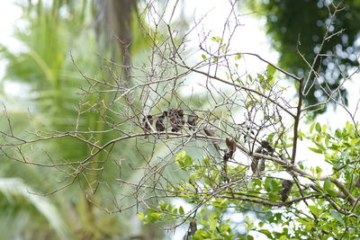 Low angle view of bird in nest