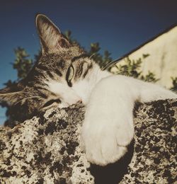 Close-up of a cat sleeping