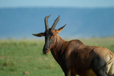 Portrait of topi antelope