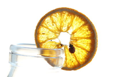 Close-up of orange fruit against white background