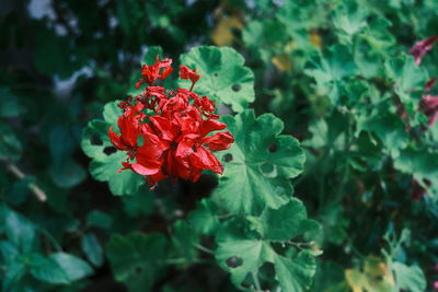 Close-up of red rose flower