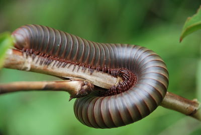 Close-up of caterpillar