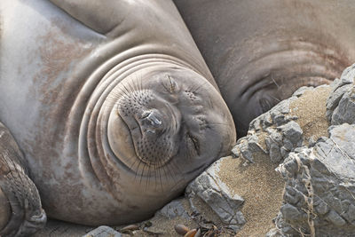 Female elephant seal sleeping on the beach along the big sur highway in california