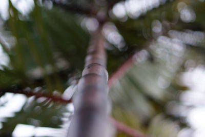 Low angle view of tree