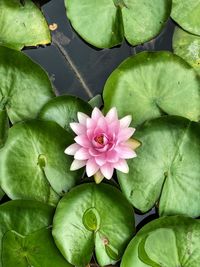 High angle view of pink lotus water lily leaves