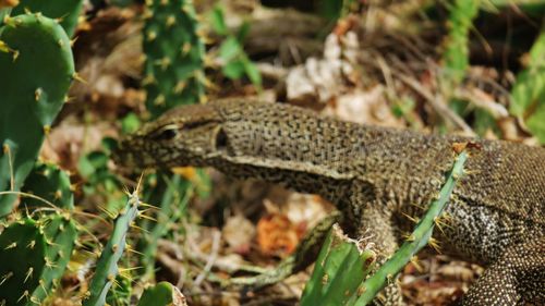 Close-up of a lizard on field